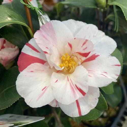 椿 ツバキの苗木 五ツ島 いつつしま : 植物・園芸専門店 花育通販Yahoo