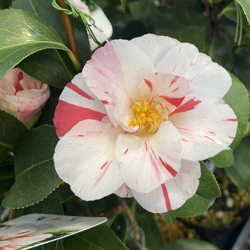 椿 ツバキの苗木 五ツ島 いつつしま : 植物・園芸専門店 花育通販Yahoo