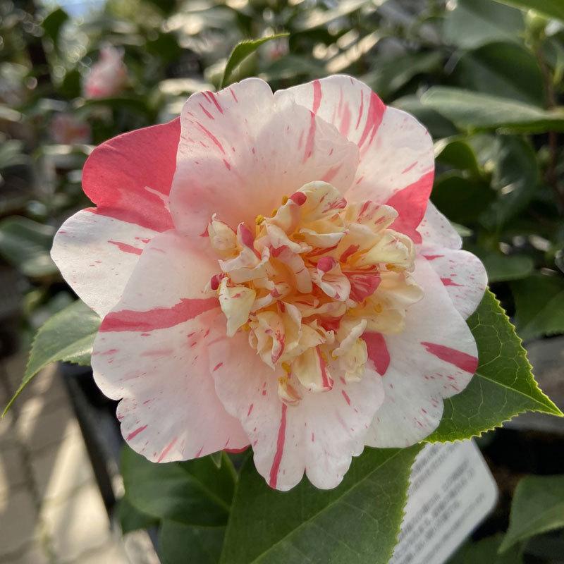 雪椿 ユキツバキの苗木 松波 まつなみ : 植物・園芸専門店 花育通販 