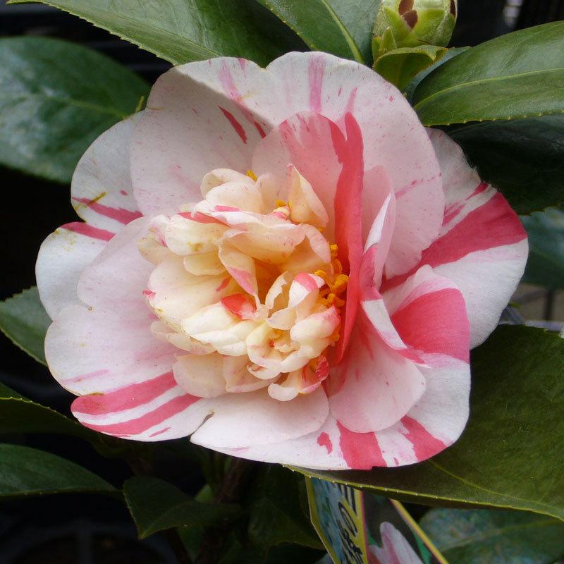 雪舞椿 『ゆきまいつばき』 楽天市場】椿（ツバキ）雪乙女（ユキオトメ）苗木 6号(g04-3