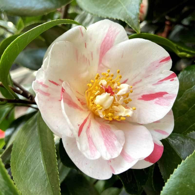 雪椿 ユキツバキの苗木 松波 まつなみ : 植物・園芸専門店 花育通販 