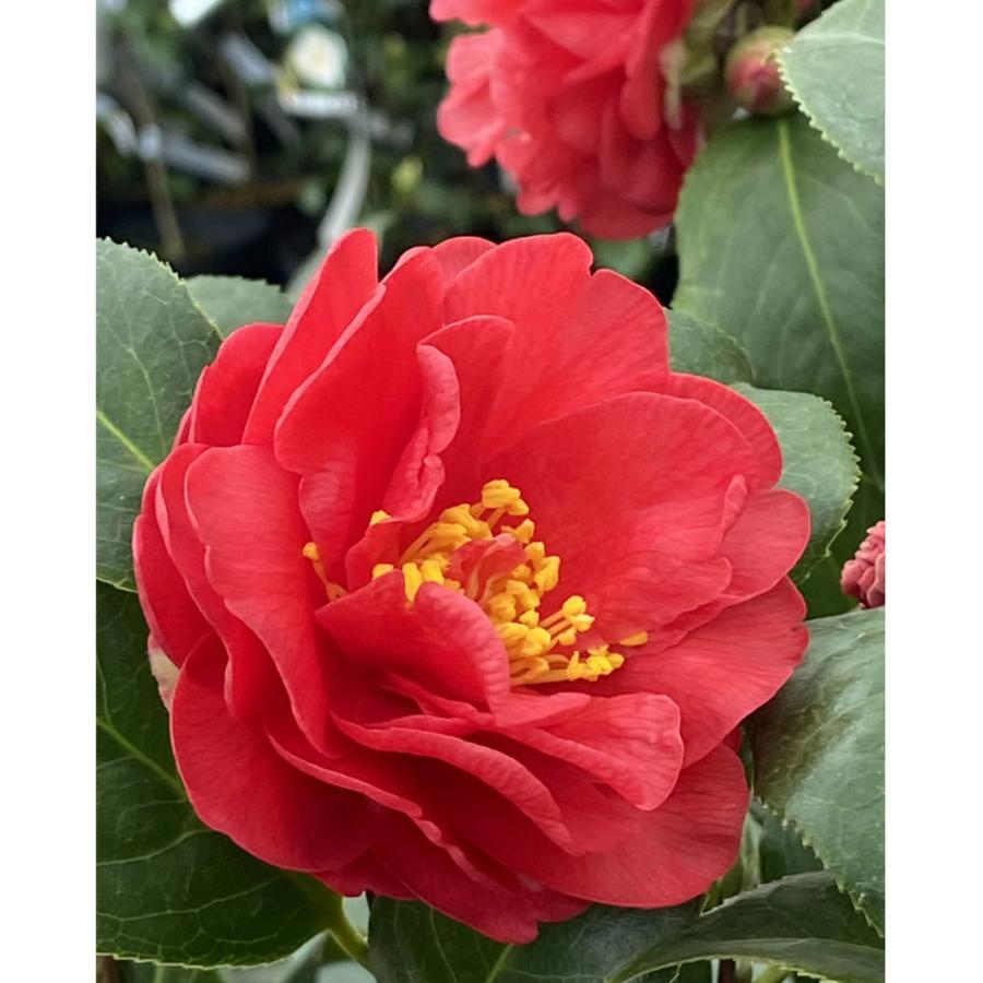 椿 ツバキの苗木 日本海 にほんかい : 植物・園芸専門店 花育通販Yahoo