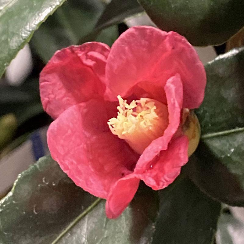 椿 ツバキの苗木 一子侘助 いちこわびすけ : 植物・園芸専門店 花育