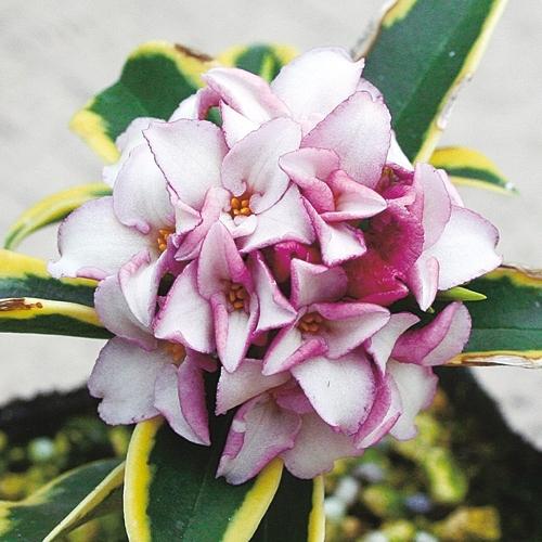 沈丁花 ジンチョウゲ 前島 まえじま の苗木 Ki Kaboku 796 花育通販yahoo 店 通販 Yahoo ショッピング