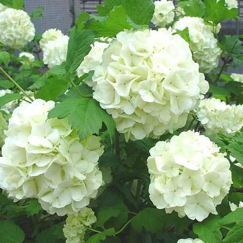 ビバーナム（ビブルナム）・スノーボールの苗木 4-5号 : 植物・園芸