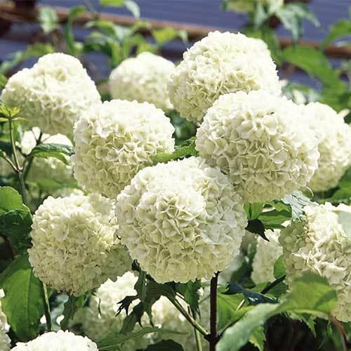 ビバーナム（ビブルナム）・スノーボールの苗木 4-5号 : 植物・園芸