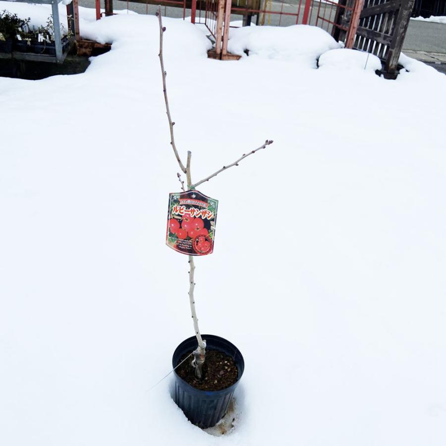 楽天市場 サンザシ 苗 食用サンザシ 西安 せいあん 2年生 挿し木苗 山査子 サンザシの樹 苗木 植木 花木 庭木 シンボルツリー 落葉樹 中木 苗木の専門店 グリーンでｇｏ 苗木の専門店 グリーンでgo 超長尺果樹苗 さるなし 苗 豊密 ほうみつ 超長