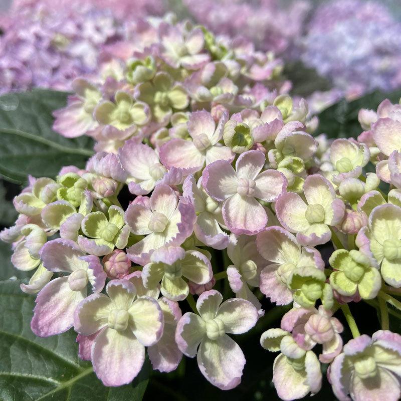紫陽花（アジサイ）「三河千鳥（ミカワチドリ）」の苗木 : 植物・園芸