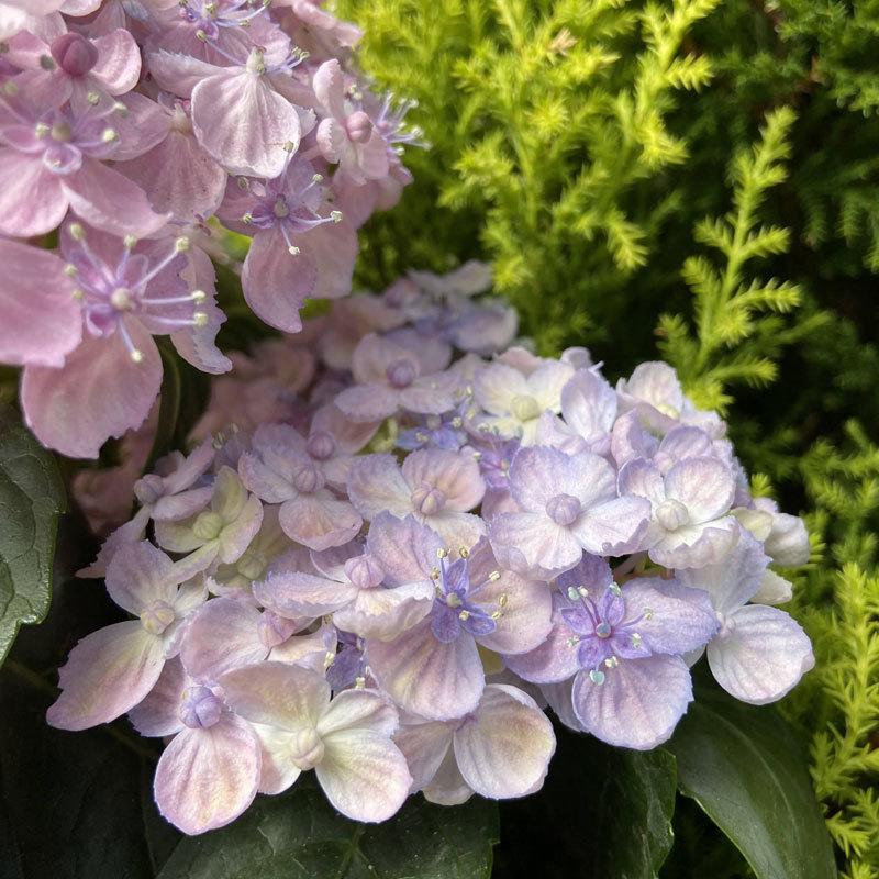 紫陽花(アジサイ)「三河千鳥(ミカワチドリ)」の苗木 : 植物 紫陽花(アジサイ)「三河千鳥(ミカワチドリ)」の苗木 : 植物