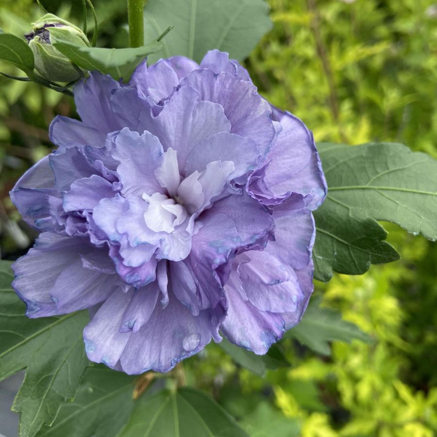 槿（ムクゲ）・紫玉の苗木 : 植物・園芸専門店 花育通販Yahoo!店
