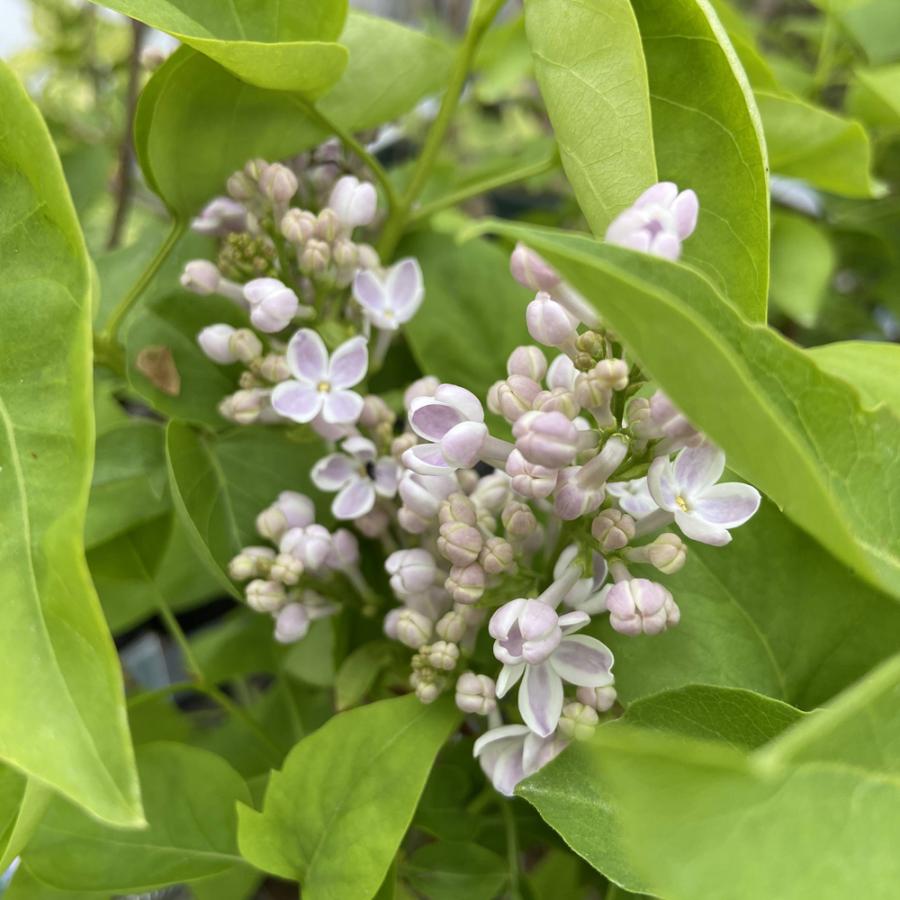 ライラック ブルガリス'リラワンダー'の苗木 : 植物・園芸専門店 花育