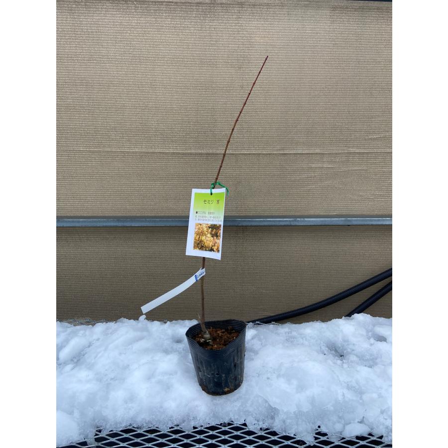 モミジの苗木 茜（あかね） : 植物・園芸専門店 花育通販Yahoo!店