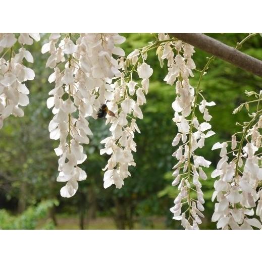 藤（フジ）「ニオイフジ（麝香藤／ジャコウフジ）」の苗木 6号ポット
