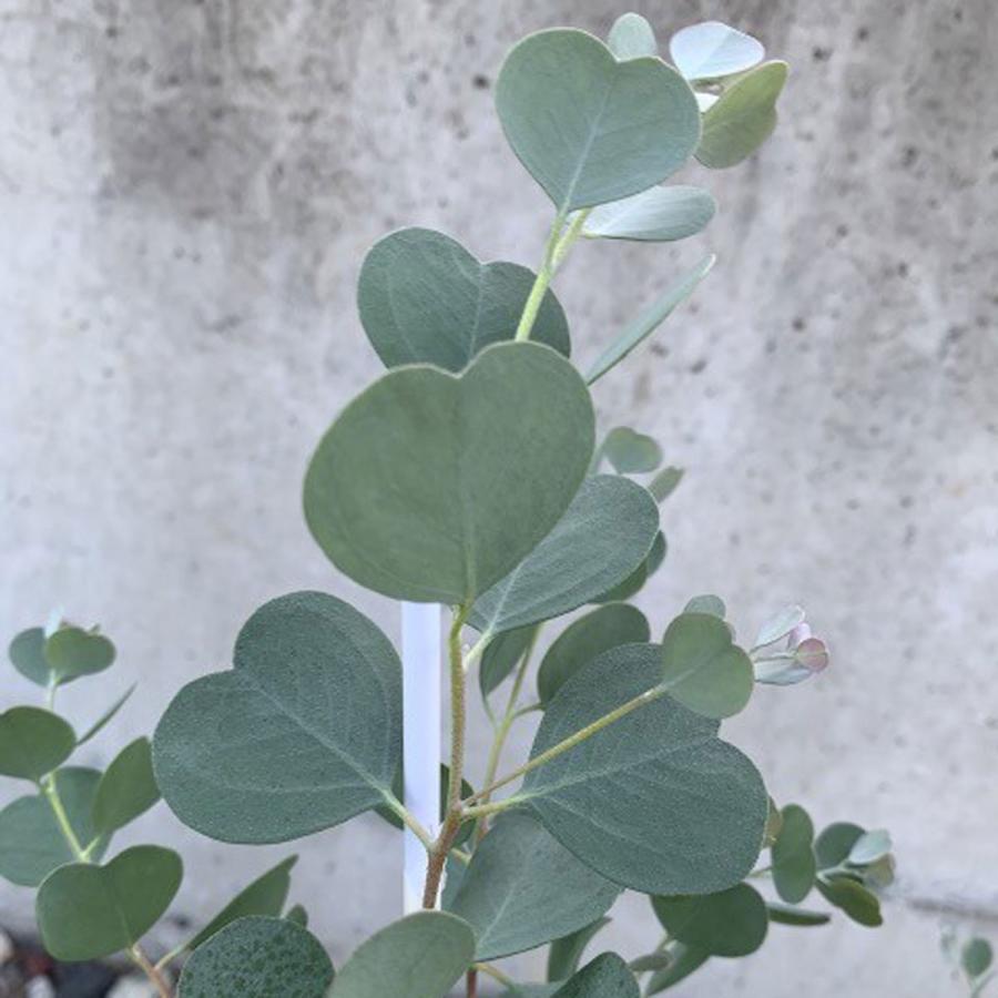 ユーカリ ウェブステリアナ ハートリーフユーカリ 苗 : 植物・園芸専門