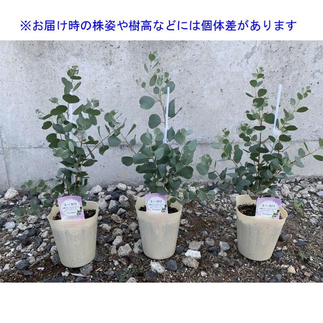 ユーカリ ウェブステリアナ ハートリーフユーカリ 苗 : 植物 ユーカリ ウェブステリアナ ハートリーフユーカリ 苗 : 植物