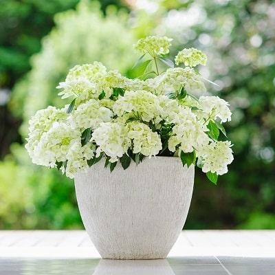 ハイドランジア ラグランジア シャンデリーニの苗 アジサイ : 植物