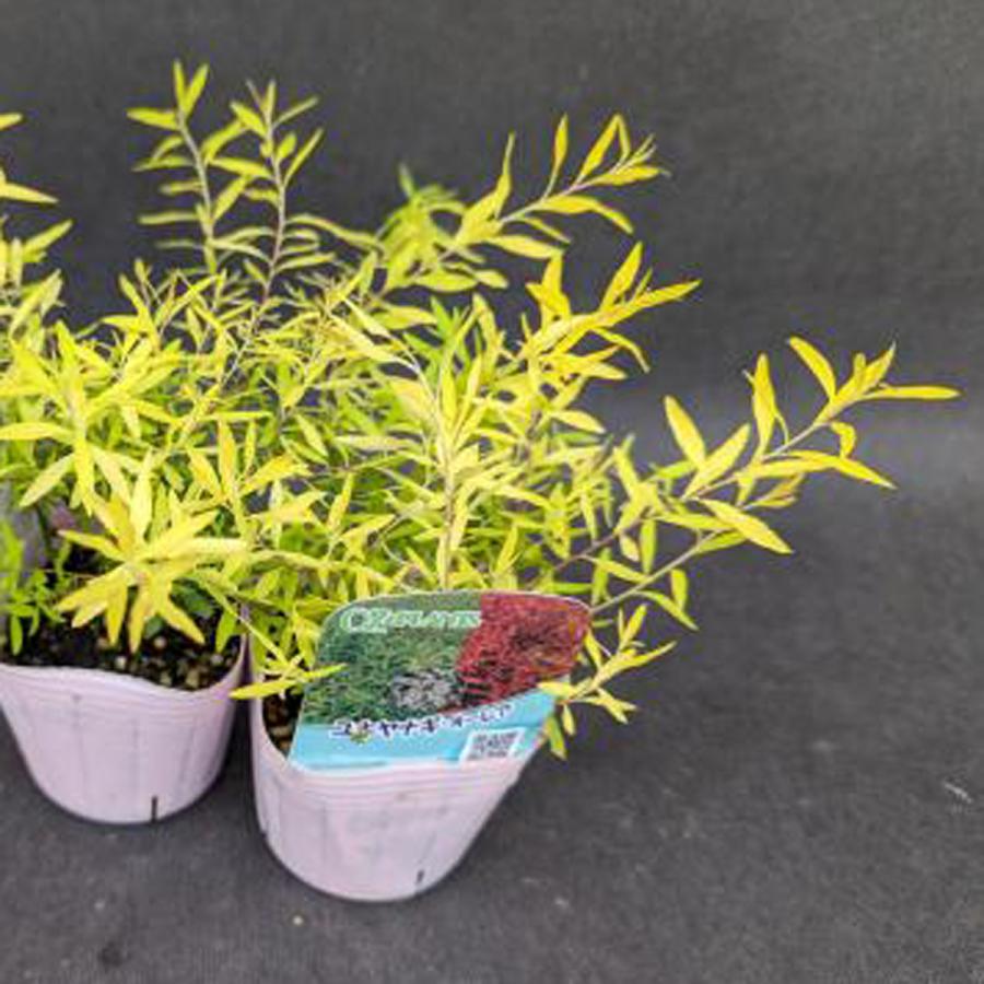 ユキヤナギ　抜き苗 ユキヤナギ（抜き苗）雪柳 ユキヤナギ苗木 ユキヤナギ 10.5cmポット 苗