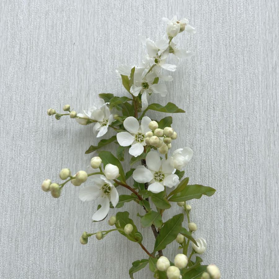 利休梅（リキュウバイ）の苗木 : 植物・園芸専門店 花育通販Yahoo!店