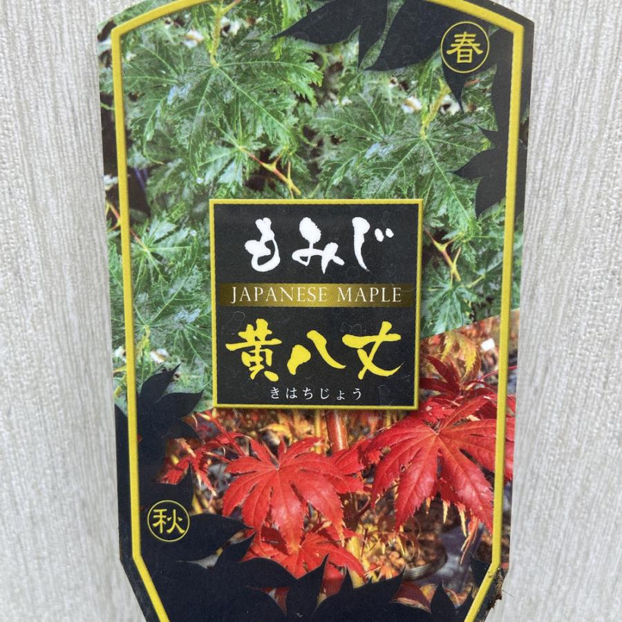 モミジの苗木 黄八丈（きはちじょう） : 植物・園芸専門店 花育通販