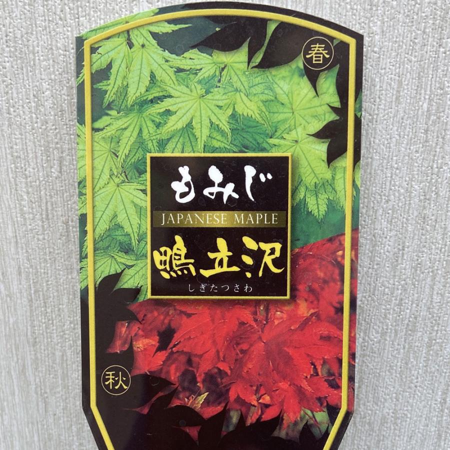 モミジの苗木 鴫立沢（しぎたつさわ） : 植物・園芸専門店 花育