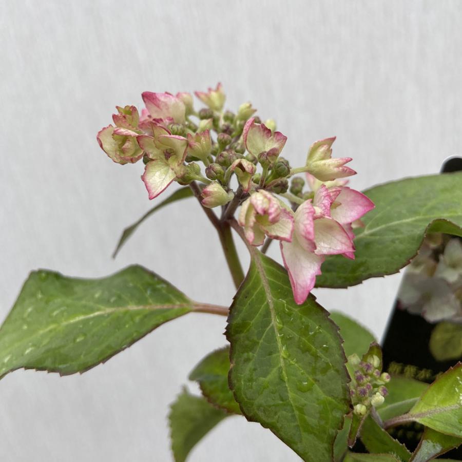 aihana＊garden 出品 楽天市場】【送料無料】アジサイ カラフルランジア スパイス[No3