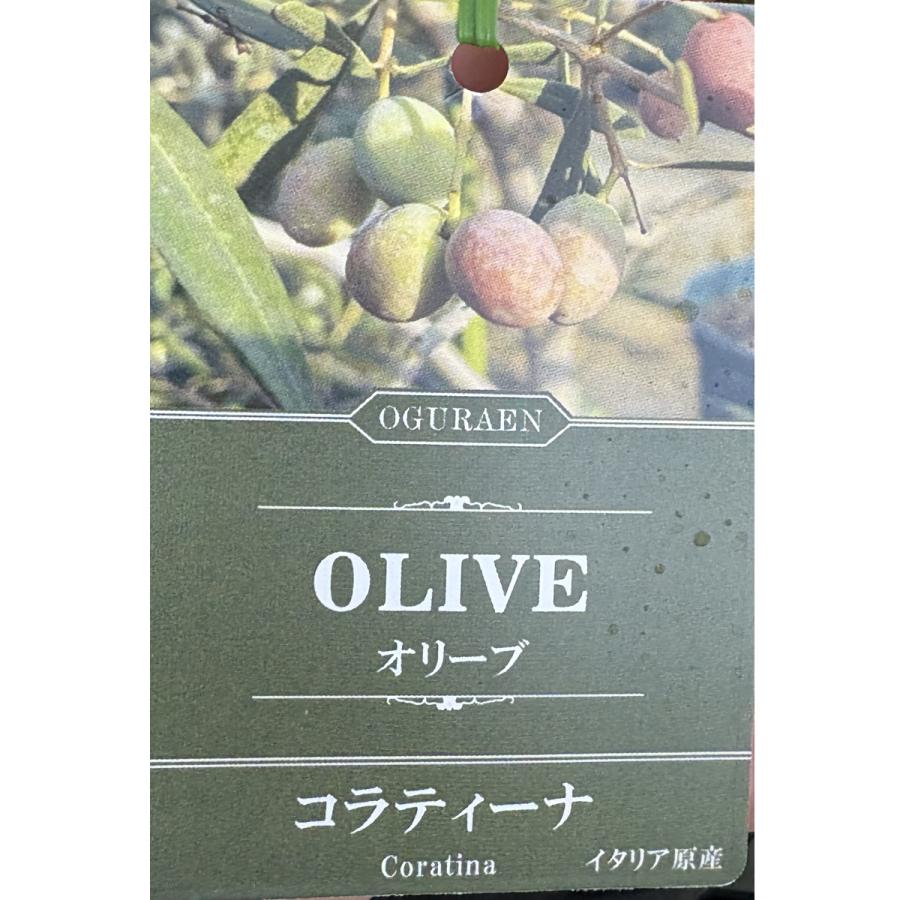 オリーブの苗木 コラティーナ 5号スリットポット : 植物・園芸専門店