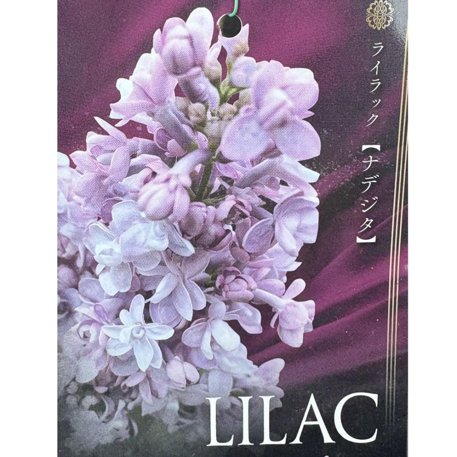 ライラック 'ナデジタ'の苗木 : 植物・園芸専門店 花育通販Yahoo!店