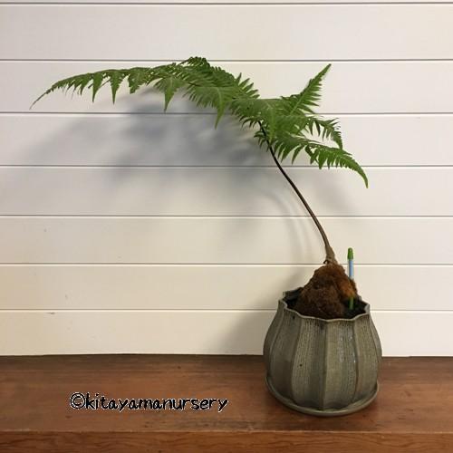 タカワラビ（キンモウコ） モダン鉢植え[現品] : 植物・園芸専門店 花