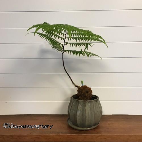 タカワラビ（キンモウコ） モダン鉢植え[現品] : 植物・園芸専門店 花