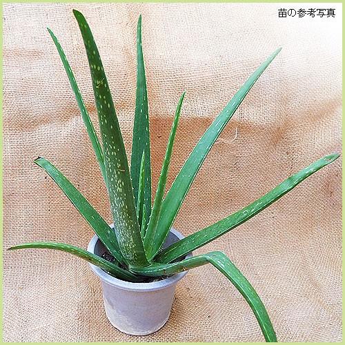 アロエベラの苗 : 植物・園芸専門店 花育通販Yahoo!店 - 通販 - Yahoo