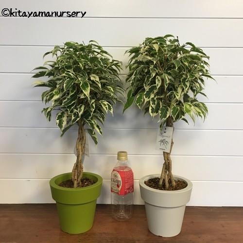 フィカス・ ベンジャミナ（ベンジャミン） 'スターライトビューティー