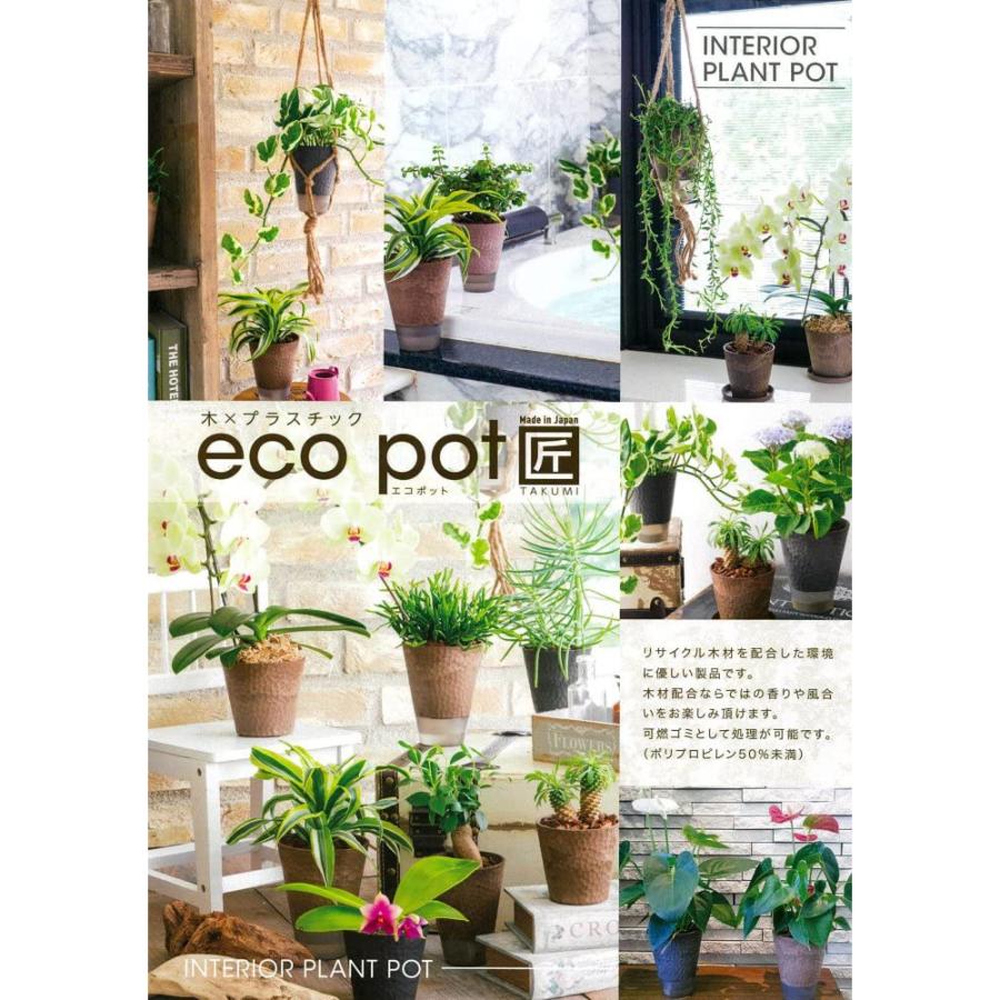 エコポット 匠4号植え ヒメモンステラ 水やり簡単 底面給水 Ki Kanyou 5 花育通販yahoo 店 通販 Yahoo ショッピング