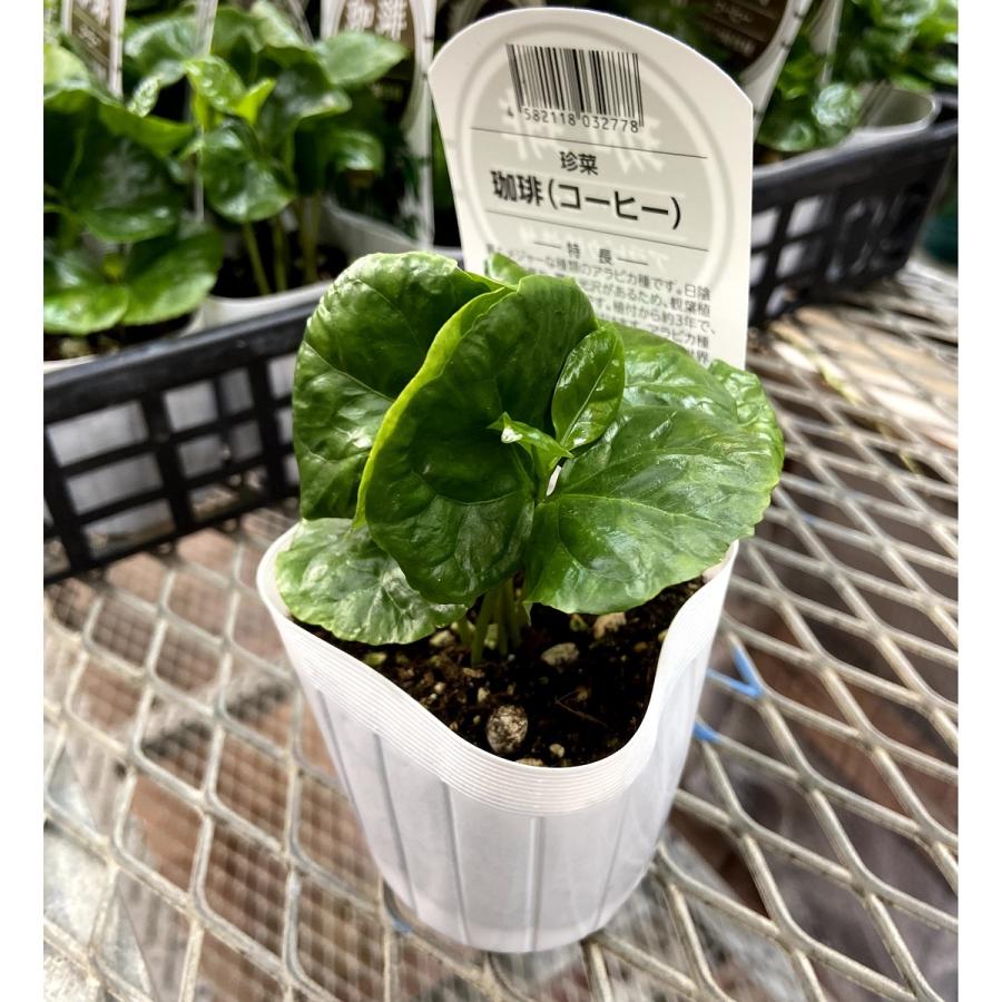 観葉植物 コーヒー 珈琲 アラビカ矮性種の苗 9ｃｍ Ki Kanyou 2 花育通販yahoo 店 通販 Yahoo ショッピング