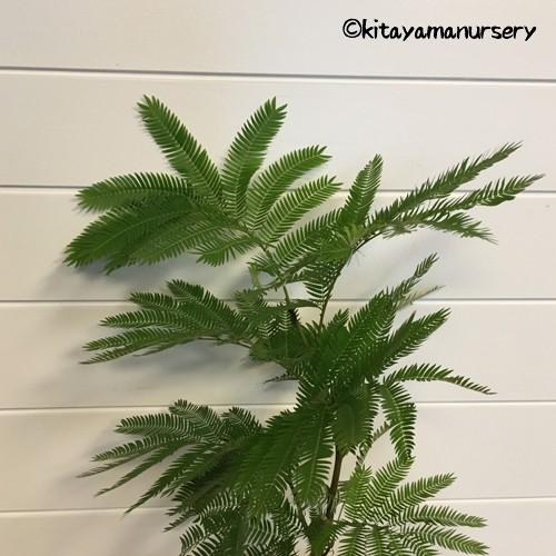 観葉植物 エバーフレッシュ(ねむの木)2.5号苗 曲がり仕立て 観葉植物 エバーフレッシュ(ねむの木)2.5号苗 曲がり仕立て