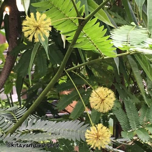 観葉植物 エバーフレッシュ(ねむの木)2.5号苗 曲がり仕立て 観葉植物 エバーフレッシュ(ねむの木)2.5号苗 曲がり仕立て