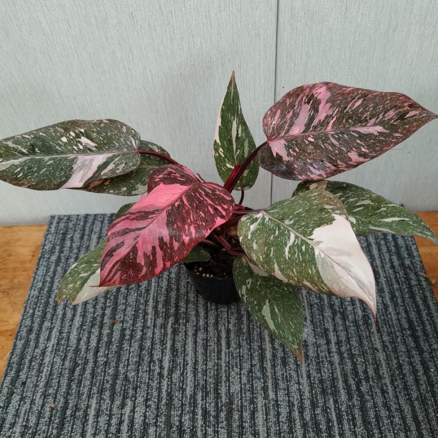 フィロデンドロン マーブルピンクプリンセス 苗 観葉植物 : 植物・園芸