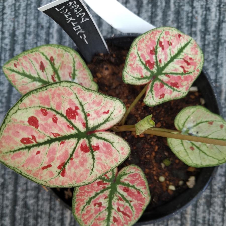 カラジウム レッド ベレット Caladium Red Beret子株