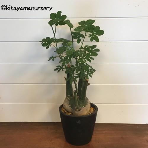 多肉植物]アデニア・グラウカ［現品］ : 植物・園芸専門店 花育