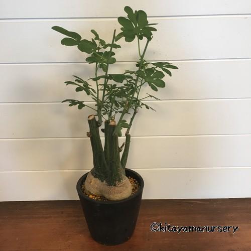 多肉植物]アデニア・グラウカ［現品］ : 植物・園芸専門店 花育通販