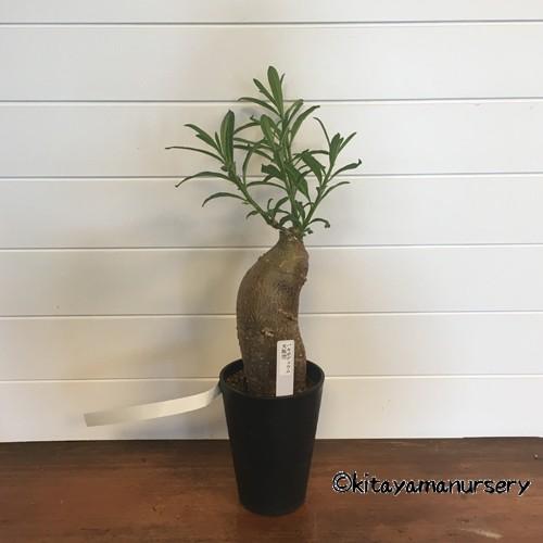 多肉植物]パキポディウム・サキュレンタム（天馬空）[現品
