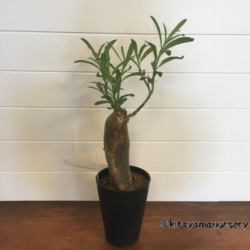 多肉植物]パキポディウム・サキュレンタム（天馬空）[現品] : 植物
