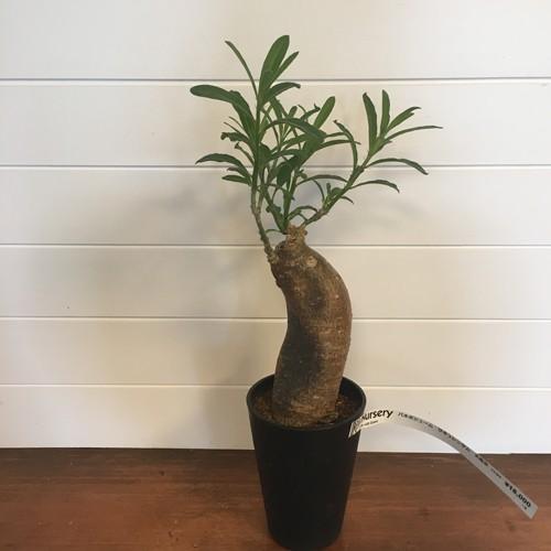 多肉植物]パキポディウム・サキュレンタム（天馬空）[現品] : 植物