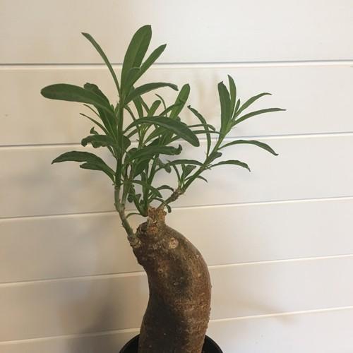 多肉植物]パキポディウム・サキュレンタム（天馬空）[現品] : 植物