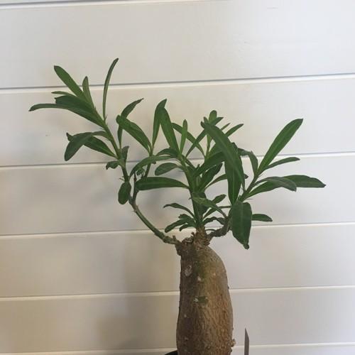 多肉植物]パキポディウム・サキュレンタム（天馬空）[現品] : 植物