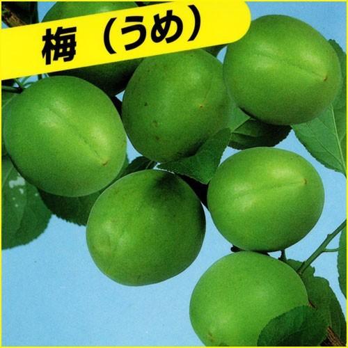 梅(ウメ)苗木 白加賀梅 : 植物・園芸専門店 花育通販Yahoo!店 - 通販 - Yahoo!ショッピング