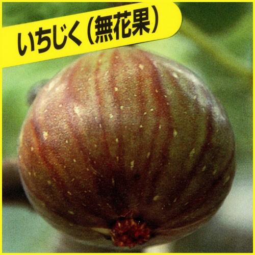 いちじく(イチジク)苗木 ドーフィン : 植物・園芸専門店 花育通販Yahoo