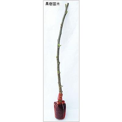 いちじく(イチジク)苗木 ドーフィン : 植物・園芸専門店 花育通販Yahoo