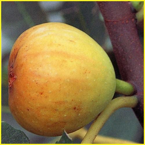 いちじく(イチジク)苗木 ホワイトゼノア : 植物・園芸専門店 花育通販