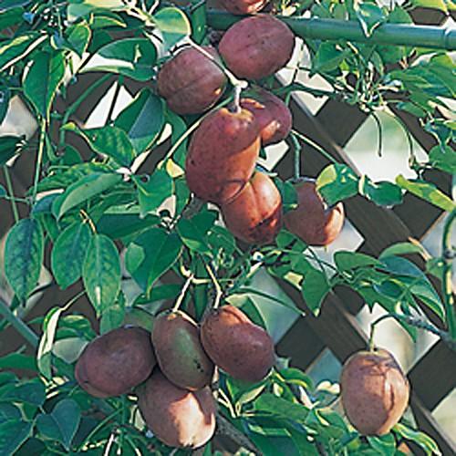 ムベ苗木 1年生苗 果樹 : 植物・園芸専門店 花育通販Yahoo!店 - 通販