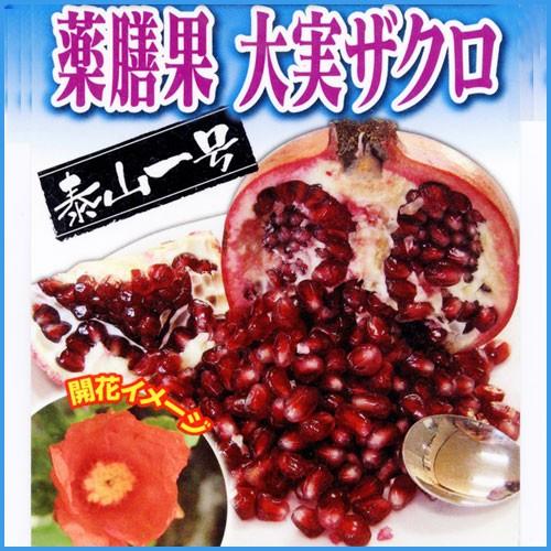 ザクロ苗木 泰山一号 Ki Kazyu 030 花育通販yahoo 店 通販 Yahoo ショッピング
